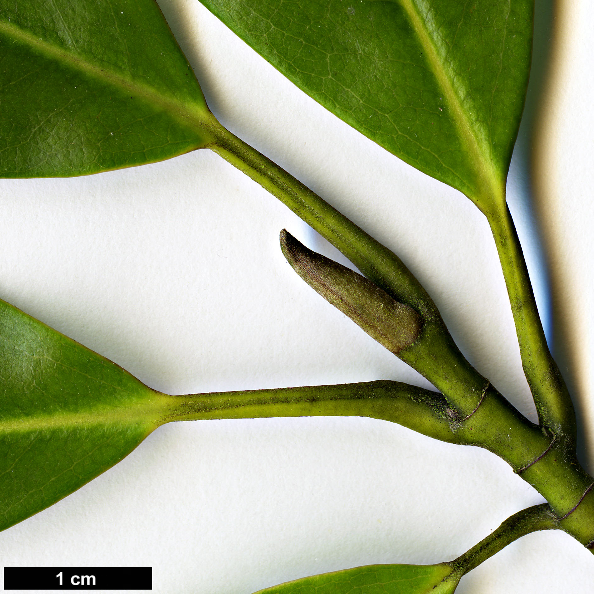 High resolution image: Family: Magnoliaceae - Genus: Magnolia - Taxon: cavaleriei - SpeciesSub: var. platypetala